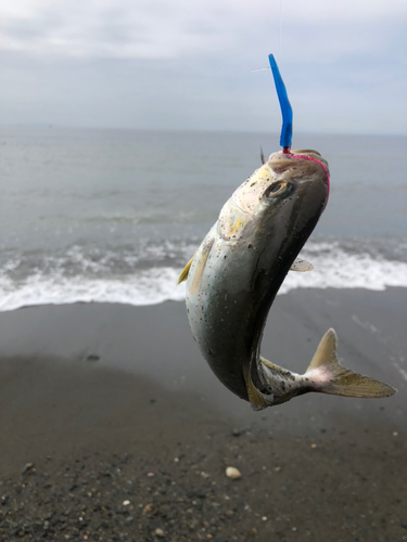 ショゴの釣果