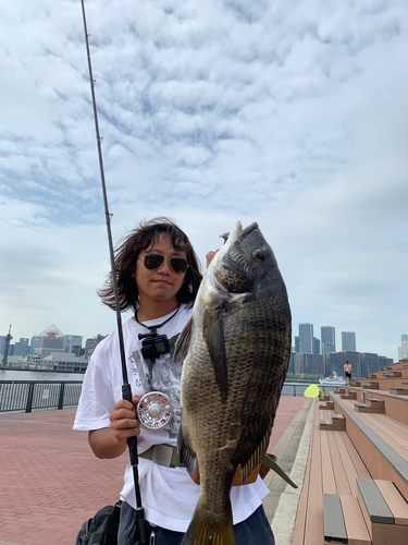 チヌの釣果