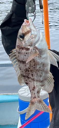 メイチダイの釣果