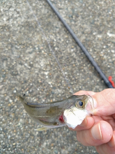 セイゴ（マルスズキ）の釣果