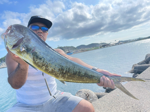 シイラの釣果