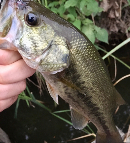 ラージマウスバスの釣果