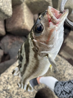 コトヒキの釣果