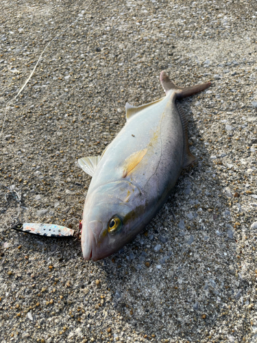 ネリゴの釣果