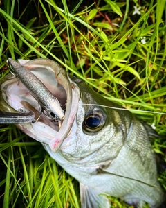 ヒラスズキの釣果