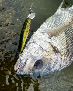 キビレの釣果