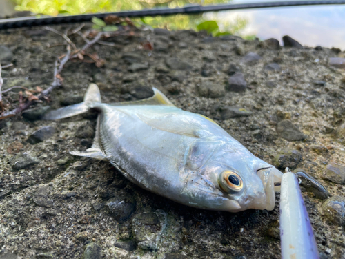 メッキの釣果