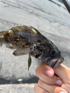 クロソイの釣果