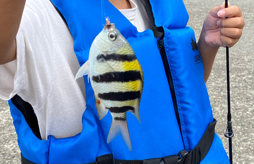 オヤビッチャの釣果