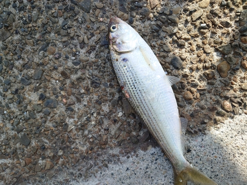 コノシロの釣果