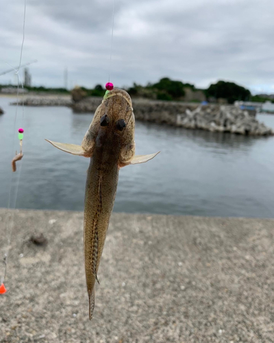 シャコエビの釣果