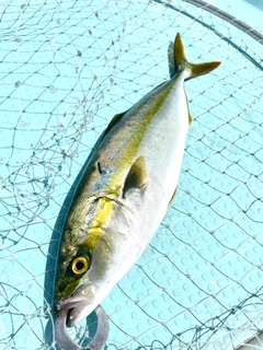 イナダの釣果