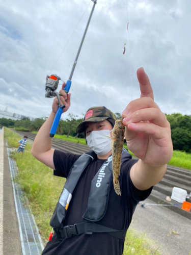 ハゼの釣果