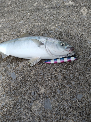 イナダの釣果