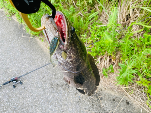 ライギョの釣果