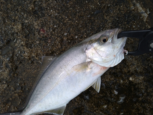 ショゴの釣果