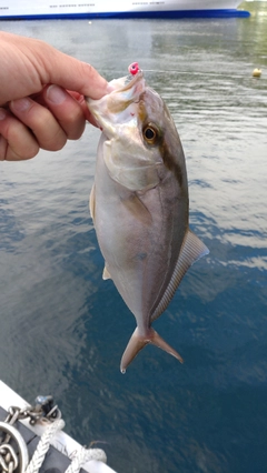 カンパチの釣果