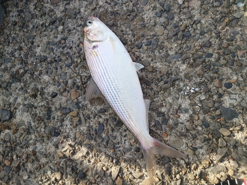 コノシロの釣果