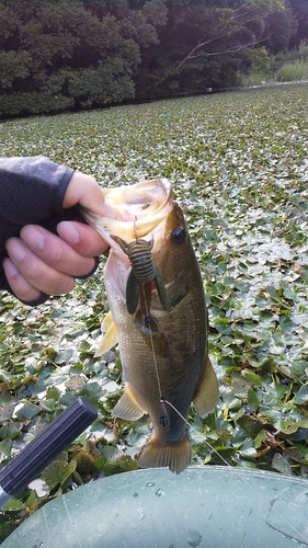 ブラックバスの釣果