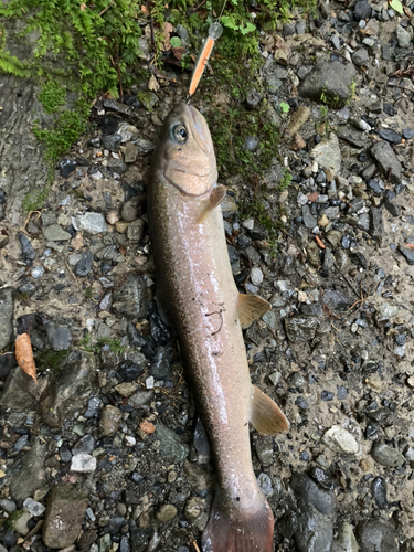 イワナの釣果