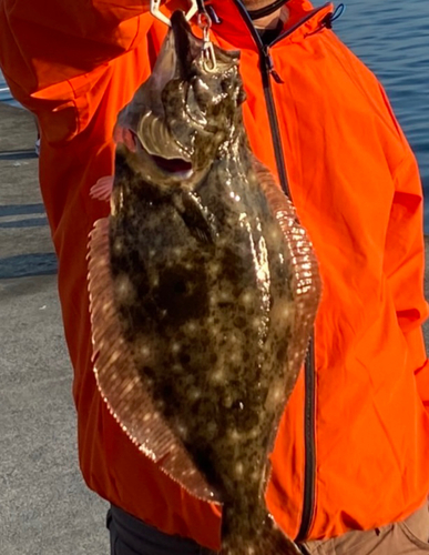 ヒラメの釣果