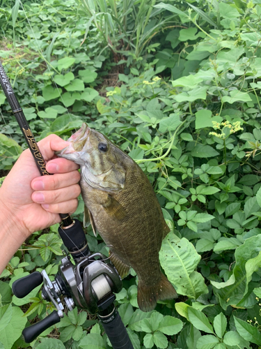 スモールマウスバスの釣果