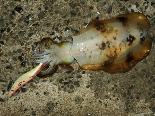 アオリイカの釣果