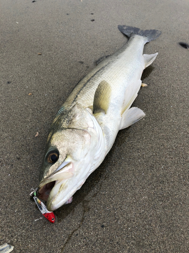 フッコ（マルスズキ）の釣果