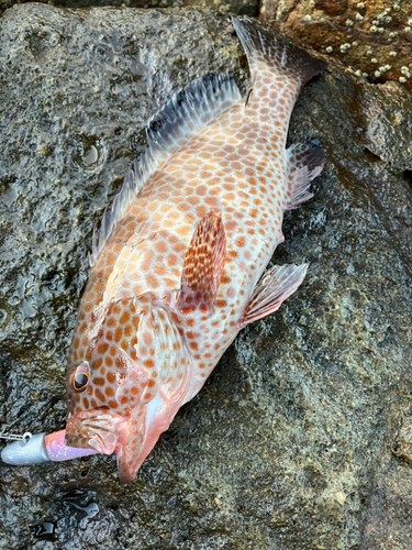 オオモンハタの釣果