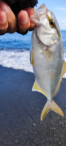 ショゴの釣果