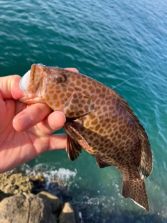 オオモンハタの釣果