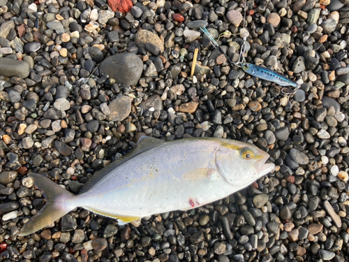 ショゴの釣果