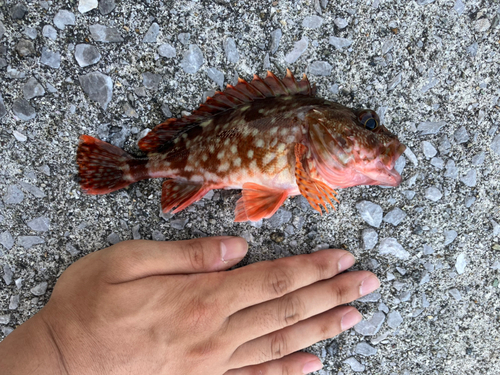 カサゴの釣果