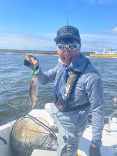 イシモチの釣果