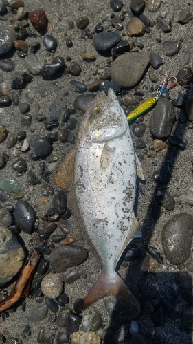 ショゴの釣果