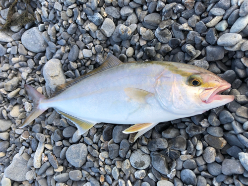 ショゴの釣果