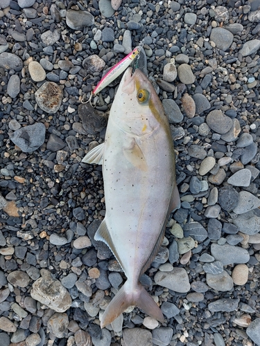 ショゴの釣果