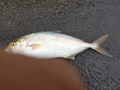 ネリゴの釣果