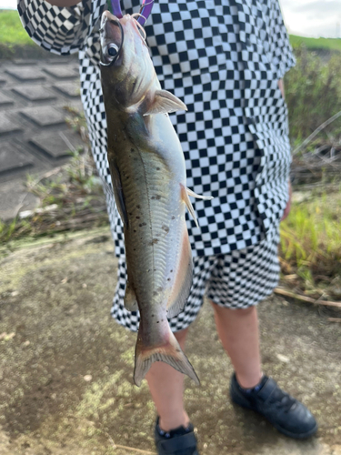 アメリカナマズの釣果