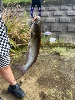 アメリカナマズの釣果