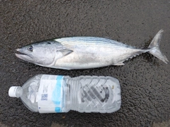 ハガツオの釣果