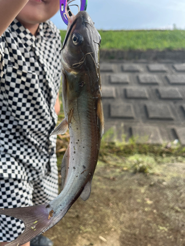 アメリカナマズの釣果