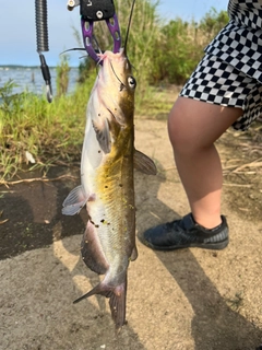 アメリカナマズの釣果