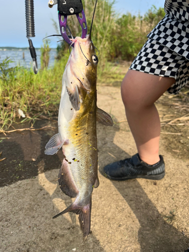 アメリカナマズの釣果