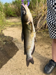 アメリカナマズの釣果