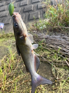 アメリカナマズの釣果