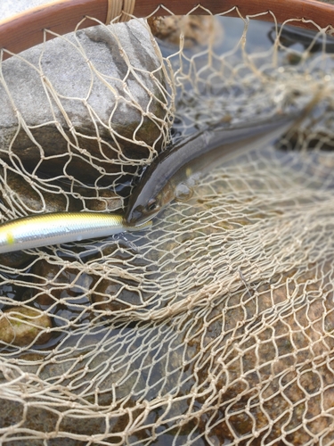 アユの釣果