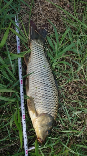 コイの釣果