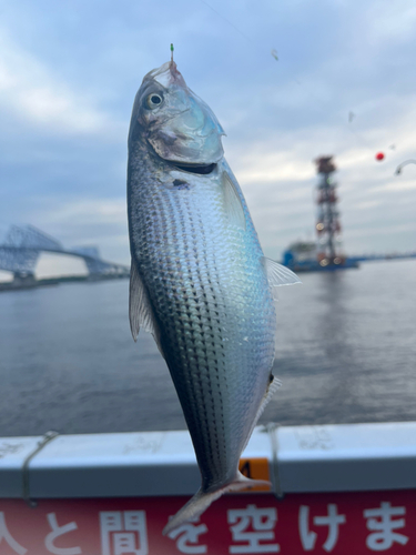 コノシロの釣果