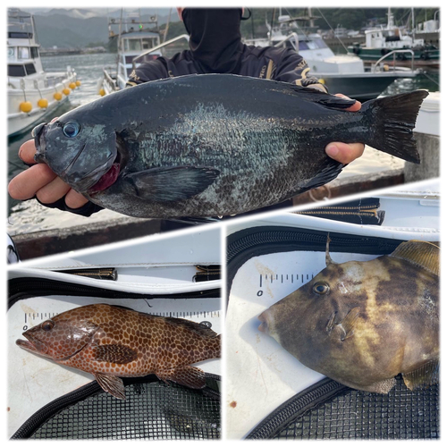 クチブトグレの釣果